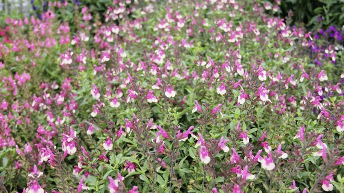 "Salvia greggii"  Mirage™ Rose Bicolour (Florensis), élue AGM 2023.
