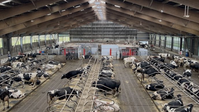 Les quatre lots sont homogènes, les vaches ne sont pas triées selon leur stade de lactation