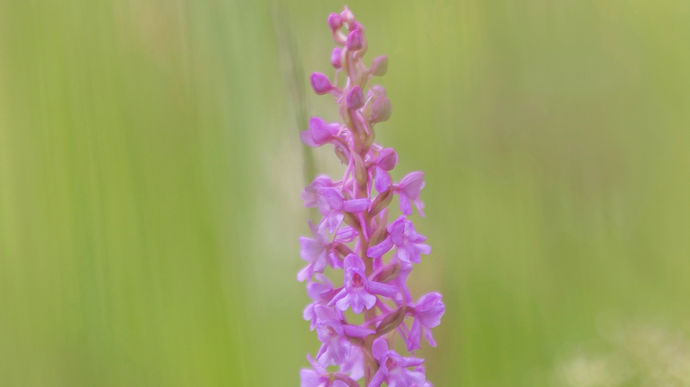 Orchis moucheron (Gymnadenia conopsea).
Entre 30 et 80 cm de hauteur, elle fleurit entre mai et août.
Habitat : pelouses et prairies calcaires, en pleine lumière, avec suintements humides.