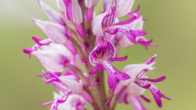 Orchis militaire (Orchis militaris)
Entre 20 et 50 cm de hauteur, elle fleurit entre avril et juin.
Habitat : pelouses et prairies calcaires non fertilisées, zones de broussailles, lisières et bois clairs jusqu’à 2 000 m d’altitude.