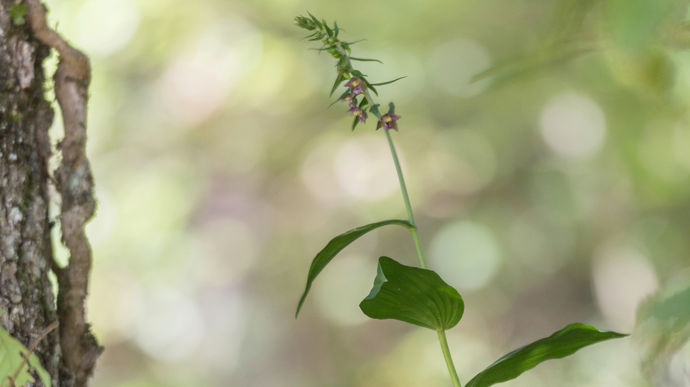 Épipactis à larges feuilles (Epipactis helleborine). 
Entre 40 cm et 1 m de hauteur, elle fleurit de juin à septembre.
Habitat : sous-bois herbacés de plaine à montagnards, entre 0 et 2 000 m d’altitude.