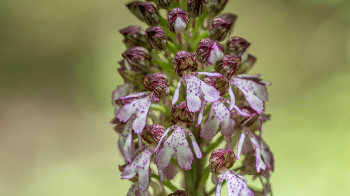 Orchis pourpre (Orchis purpurea)
Mesurant entre 30 et 40 cm de hauteur, elle fleurit entre mars et juin.
Son habitat : les pelouses calcaires ensoleillées ainsi que les bois clairs.