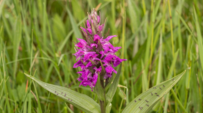 Orchis de mai (Dactylorhiza majalis).
Entre 20 et 30 cm de hauteur, elle fleurit entre avril et juillet. Habitat : prairies humides peu amendées, ou en zones marécageuses en plein soleil.