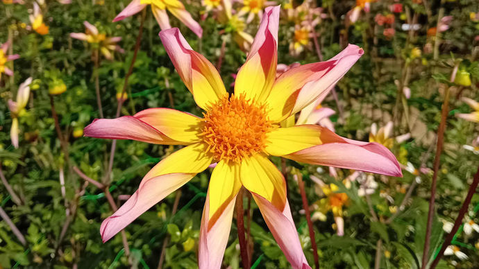 Dahlia x ‘Étincelle’ : 2e prix des grands dahlias, un honka (étoilé), obtention du campus Métiers Nature de Coutances.