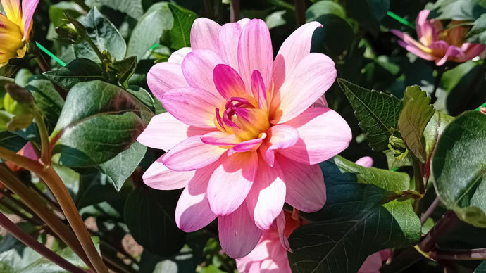 Dahlia x ‘Profusion’ : 3e prix des grands dahlias, création des établissements Ernest Turc, très florifère.