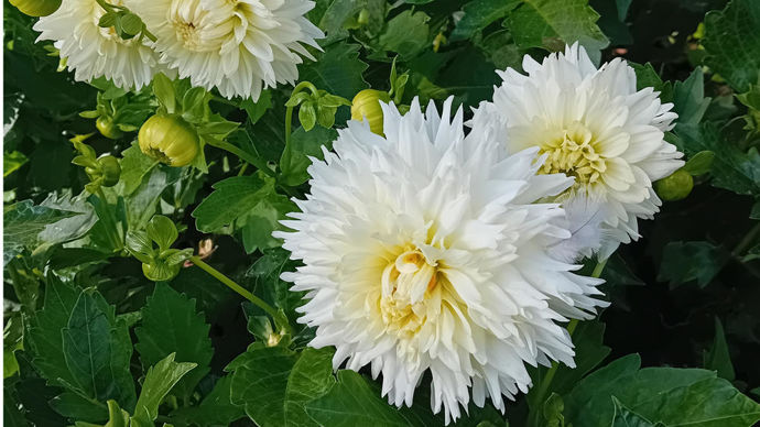 Dahlia x ‘Milky Way’ : 1er prix des dahlias nains, d’Ernest Turc.