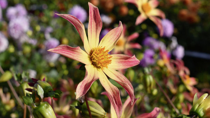 Dahlia honka ‘Étoile du couchant’ : 3e prix du public, obtention du campus de Coutances, un décoratif étoilé, très florifère.