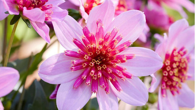 Dahlia Dalina® ‘Maxi Starburst’ Pink, proposé par Florensis, commercialisé par Voltz horticulture.