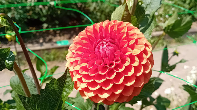 Dahlia x ‘Brown Sugar’ : prix des fleuristes, pompon fourni par Fred de Meulder.