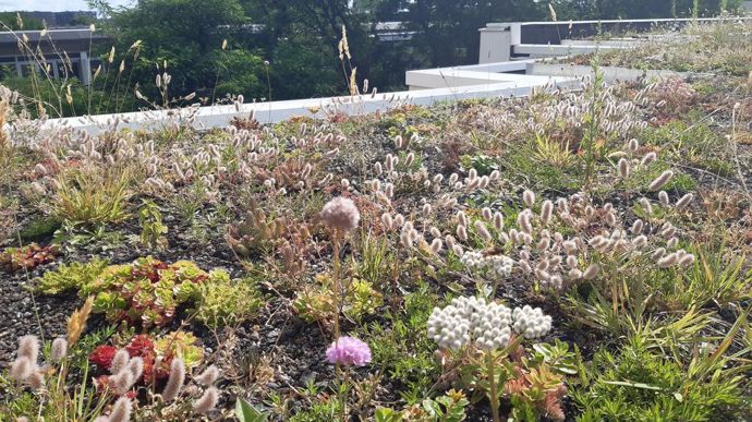 … Sur d’autres, la végétation est plus variée.