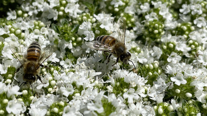 Ces toitures sont un refuge pour une partie de la biodiversité présente en ville.