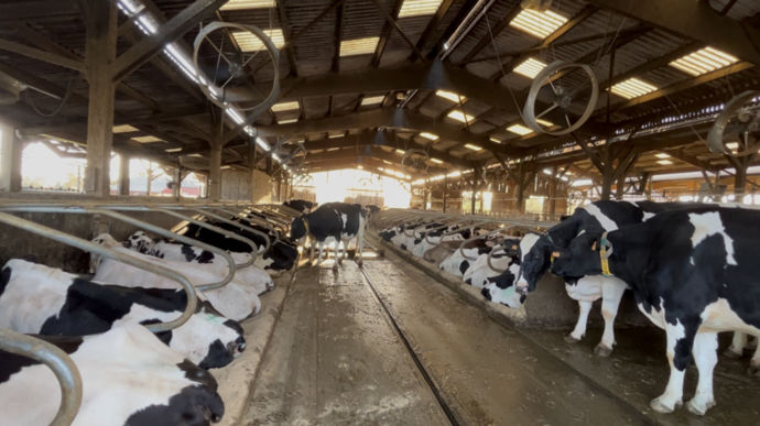 Les 350 vaches de la SCEA des Rives d'Or ne restent pas toute l'année au bâtiment, elles pâturent aussi !