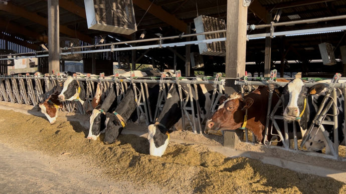 120 ha de maïs sont nécessaires pour affourager le troupeau tout au long de l'année.