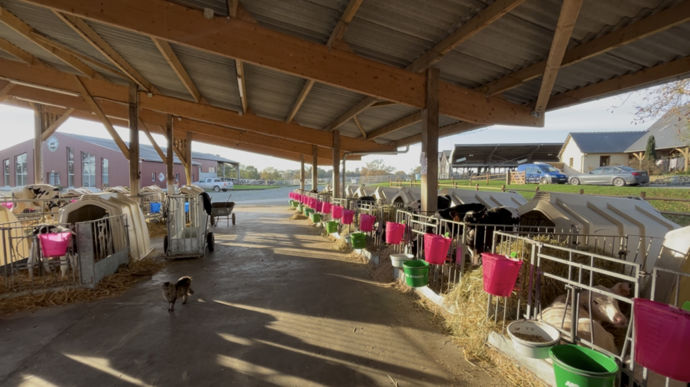 165 génisses sont élevées par an  sur l'exploitation.