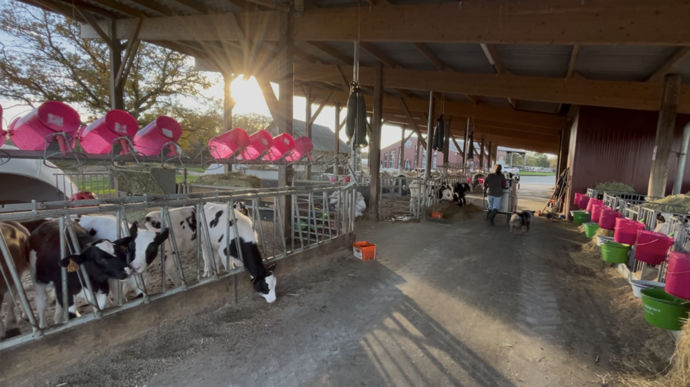 Les veaux sont élevés au lait entier jusqu'à leur sevrage.