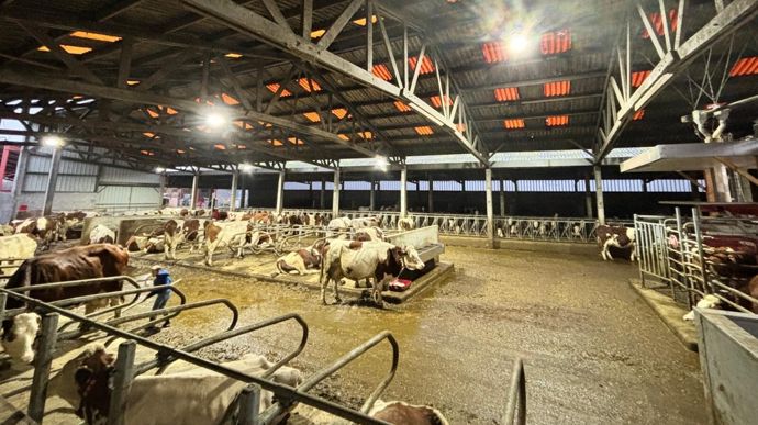 Les Montbéliardes sont maintenant sur des logettes matelas avec farine de paille.
