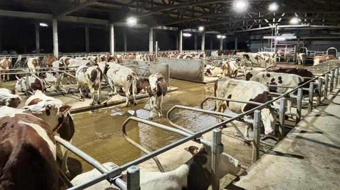 Les Montbéliardes sont maintenant sur des logettes matelas avec farine de paille.