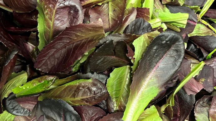 Une vingtaine de variétés de salades sont cultivées et emballées pour la quatrième gamme. Ici, des jeunes pousses rouges.
