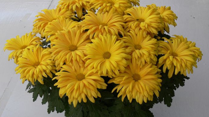 Chrysanthemum Miss Daisy® doré, à grandes fleurs de type pâquerette, en culture pincée.