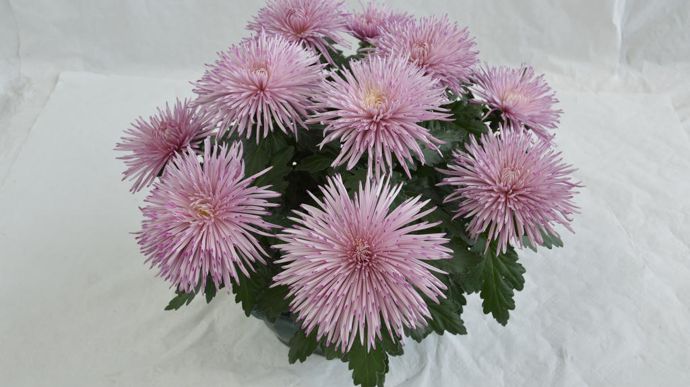 Chrysanthemum Youko® Agate, nouveauté 2024 dans les japonisants.
