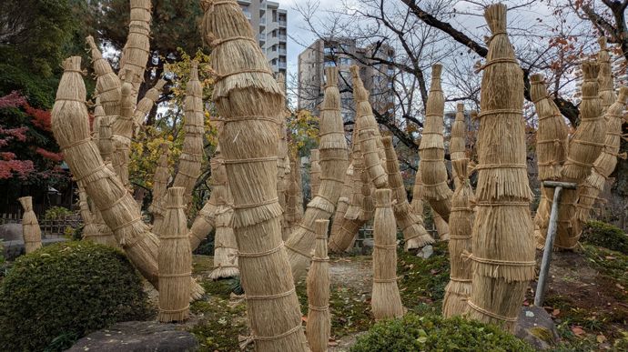 De nombreuses plantes sont protégées des rudesses de l’hiver par de la paille, notamment les cycas, aussi appelés sagous du Japon.