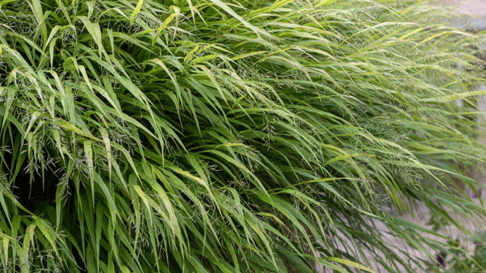 Hakonechloa macra (2)