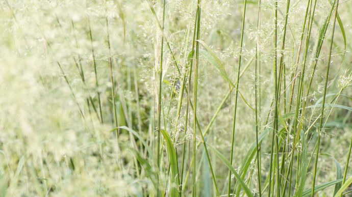 Calamagrostis (5)