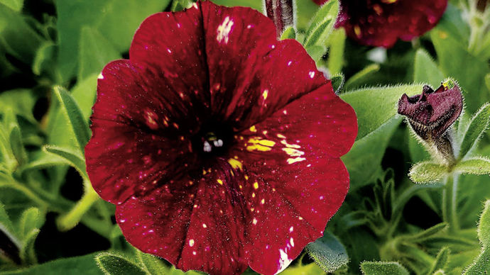 Petunia ‘Little Garance’.
