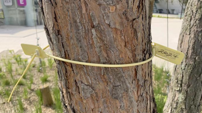 Le choix a été fait de planter de grands arbres en respectant la gamme végétale du bois de Boulogne.