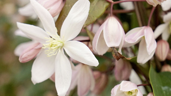 Clematis armandii Appleblossom