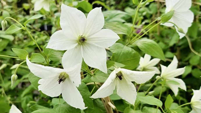 Clematis viticella Forever Friends®