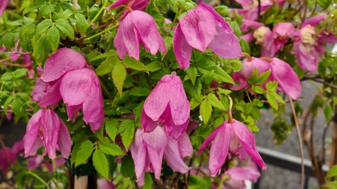 Clematis alpina Constance