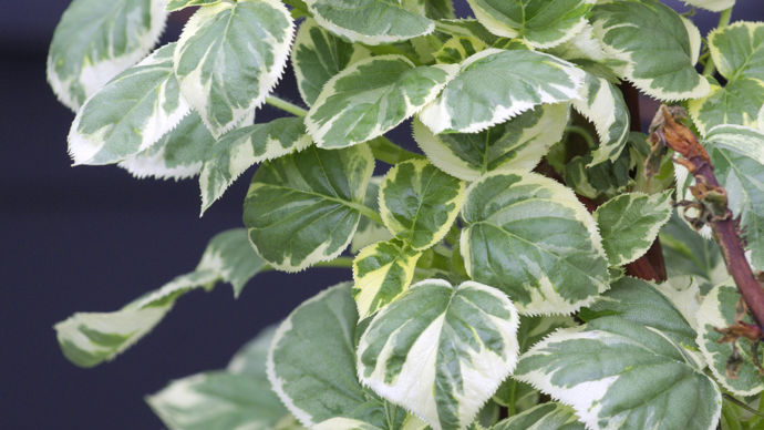 Hydrangea petiolaris Silver Lining®