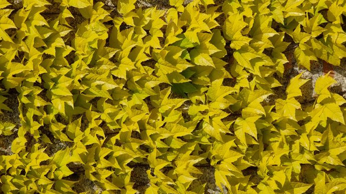 Parthenocissus Golden Wall® Fenway