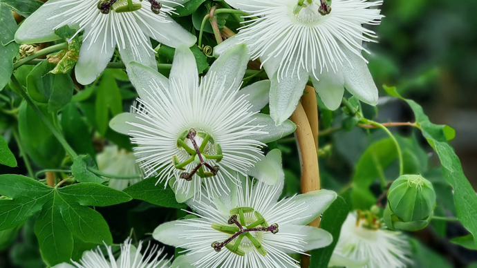 Passiflora Snow Queen®