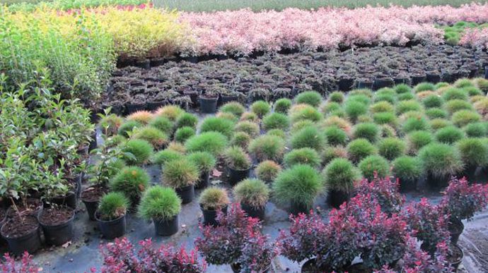 © Valérie Vidril Les producteurs misent sur la qualité de leurs plantes, et un large assortiment qui permet à leurs clients de « trouver tout en un seul endroit ». 