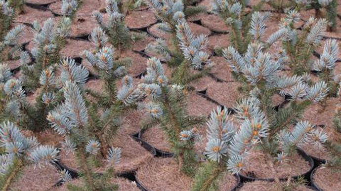 © Valérie Vidril Les conifères constituent encore un élément majeur de l'assortiment, même si arbustes, vivaces et grimpantes prennent de l'ampleur pour le marché polonais. 