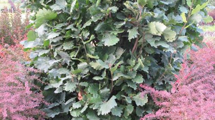 © Valérie Vidril Quercus 'Monument', lancé par la pépinière en 2009, possède de très grandes feuilles coriaces, avec une haute résistance à l'oïdium Erysiphe alphitoides. 