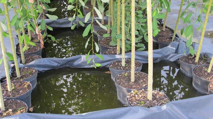 © Valérie Vidril La pépinière a augmenté sa production de Salix pour la Scandinavie. Ils sont cultivés dans l'eau jusqu'en octobre, période à partir de laquelle ils sont préparés pour l'hiver. 
