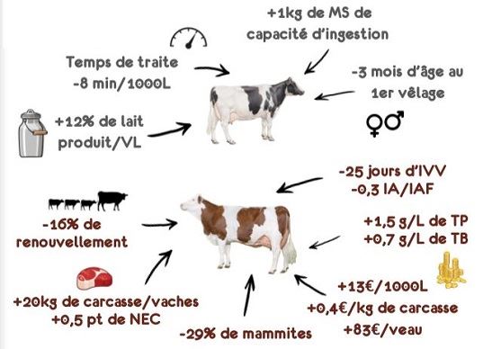 Rentabilite De La Montbeliarde Par Rapport A La Prim Holstein