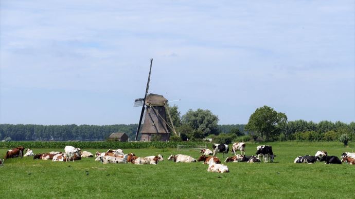 Pour réduire les émissions d'azote, les Pays-Bas vont devoir diminuer la taille des cheptels.