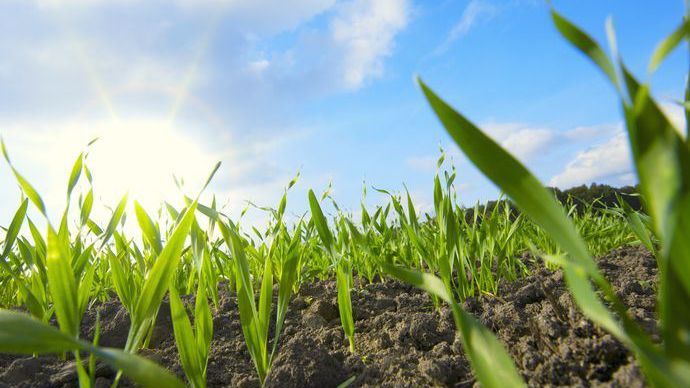 Désherbage des céréales