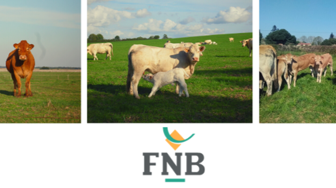 Fnb