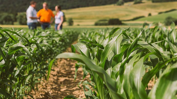 Guide technique ABC du maïs