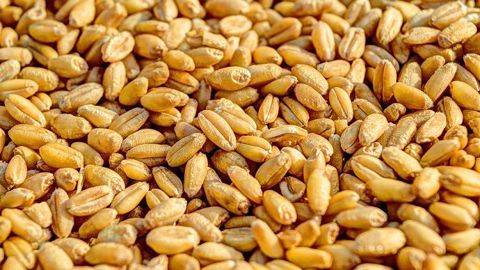 L'Algérie a acheté entre 400 et 450 kt de blé meunier.