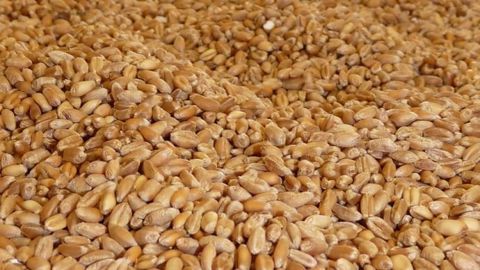 Le ministère de l'agriculture russe a proposé un quota de 7 Mt pour les exports de céréales d'avril à juin. Le ministère de l'agriculture russe a proposé un quota de 7 Mt pour les exports de céréales d'avril à juin.