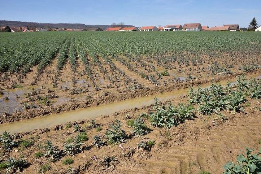 Certaines parcelles de colza sont encore à ce jour non fertilisées. Terres Inovia donne ses recommandations dans ce cas.