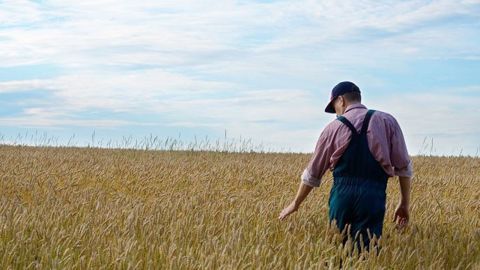 Parmi les outils de biocontrôle les plus utilisés en grandes cultures : le phosphate ferrique, le soufre et les trichogrammes.