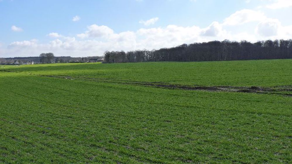 La surface de blé tendre en France serait au plus bas depuis 2003.