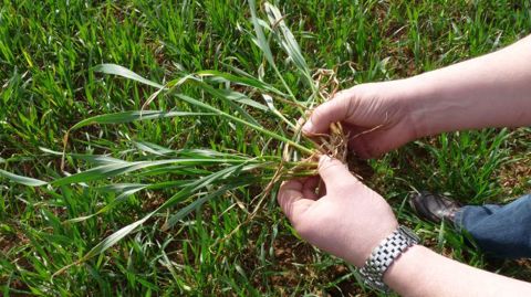 Après les pluies excessives de l'hiver, de nombreuses cultures de blé sont touchées par la sécheresse.